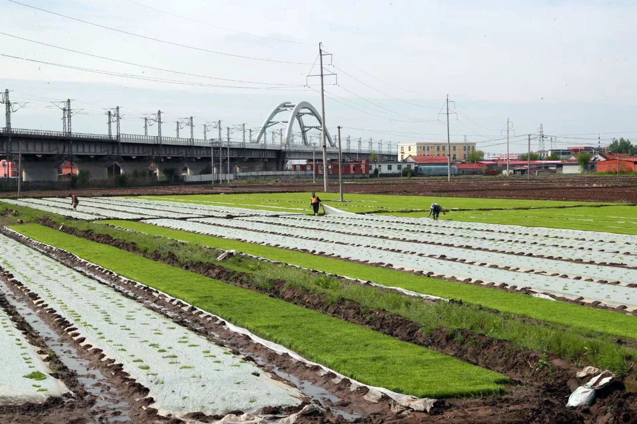 东港市科学引提水源让农田“喝饱” 东港市科学引提水源让农田“喝饱”