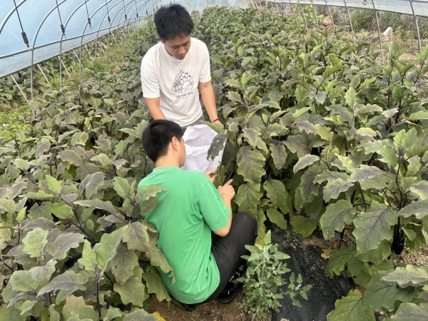 青山映棚绿 产业绘新篇——绵阳水文中心驻村工作队探索乡村特色产业振兴之路