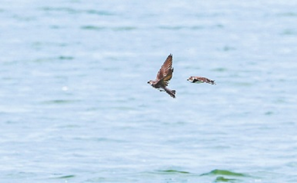 永定河畔：细沙崖壁燕归来